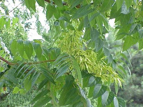 Thằn lằn làm tăng sự khai vị, tiết nước tiểu, giúp bài tiết dễ.