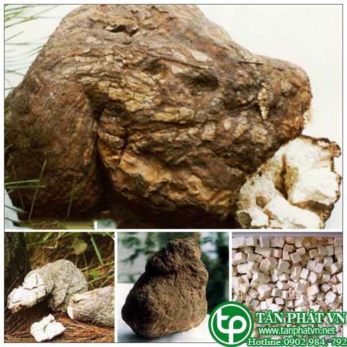 Giới thiệu về vị thuốc Bạch Linh.
