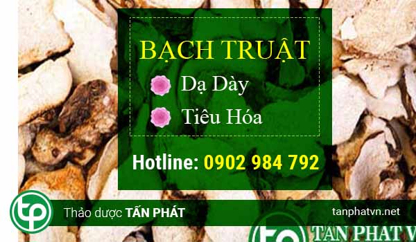 Bạch truật tấn phát hcm Bạch truật tấn phát hcm