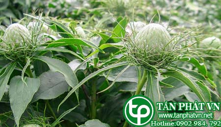 Cây Bạch Truật. Cây Bạch Truật.