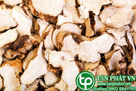 vị thuốc Bạch Truật. vị thuốc Bạch Truật.