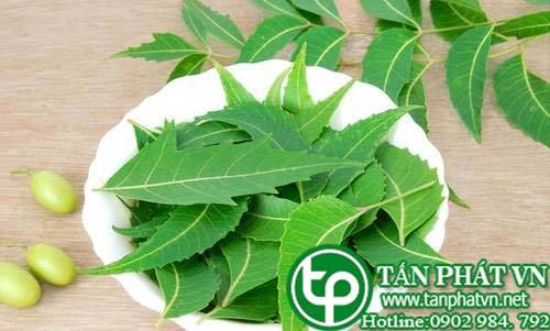 Công dụng và Cách sử dụng Bột lá neem đem lại hiệu quả cao Công dụng và Cách sử dụng Bột lá neem đem lại hiệu quả cao