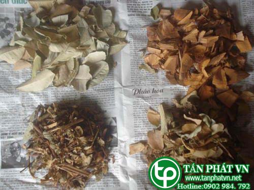 Địa chỉ mua bán cây muối tại hcm ở đâu? Địa chỉ mua bán cây muối tại hcm ở đâu?
