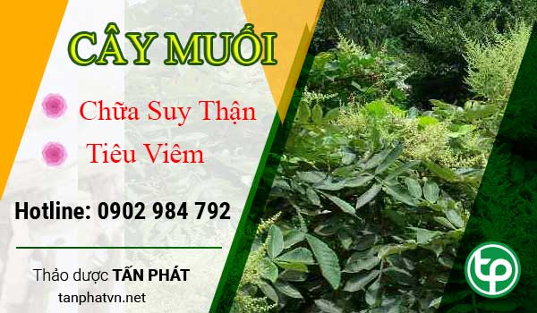 Công dụng chữa bệnh của cây muối Công dụng chữa bệnh của cây muối