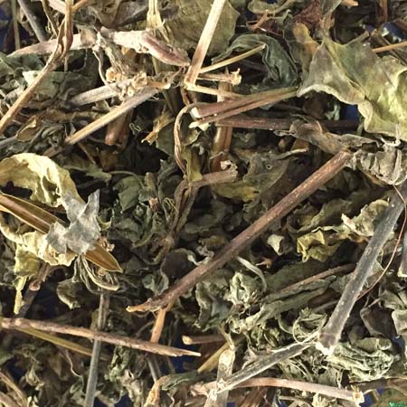 Địa chỉ mua bán cây nổ (sâm tanh tách) tại hcm ở đâu? Địa chỉ mua bán cây nổ (sâm tanh tách) tại hcm ở đâu?