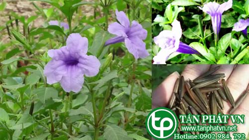 Giới thiệu về cây nổ (sâm tanh tách) Giới thiệu về cây nổ (sâm tanh tách)