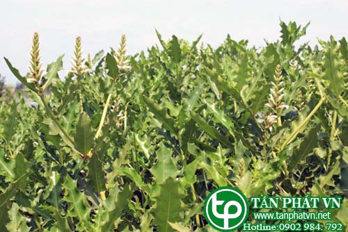 Giới thiệu về Cây Ô rô Giới thiệu về Cây Ô rô