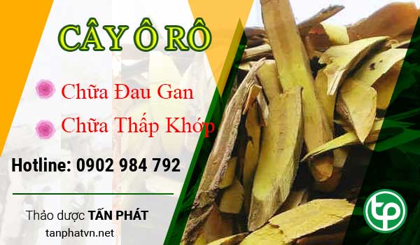Một số công dụng của cây ô rô Một số công dụng của cây ô rô