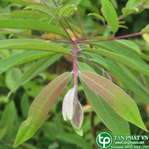 Ở đâu mua bán sỉ lẻ cây thành ngạnh
