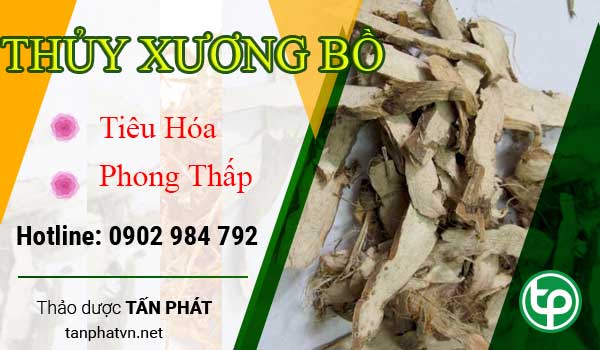 Công dụng của Cây Thủy Xương Bồ