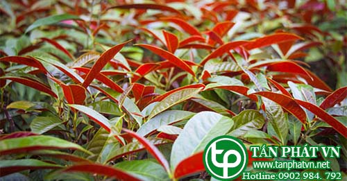 Giới thiệu về cây đơn lá đỏ