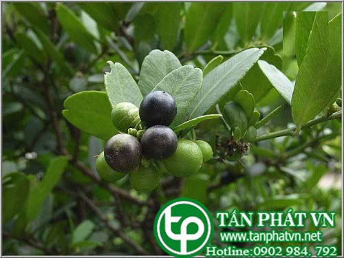 Giới thiệu cây gai tầm xoang (quýt gai)