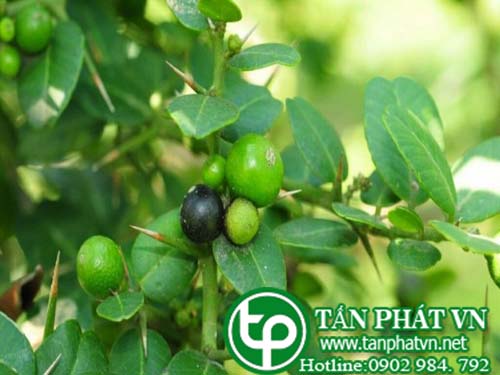 Địa chỉ mua bán cây Gai tầm xoang (quýt gai) tại hcm ở đâu?