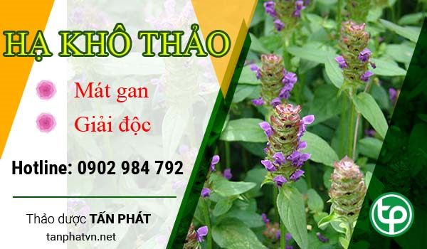 Công dụng chữa bệnh của cây hạ khô thảo. Công dụng chữa bệnh của cây hạ khô thảo.