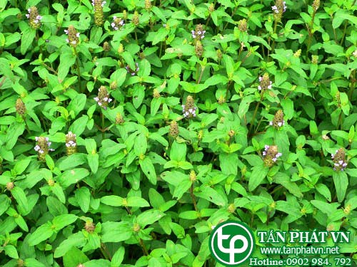 Giới thiệu về cây Hạ khô thảo Giới thiệu về cây Hạ khô thảo