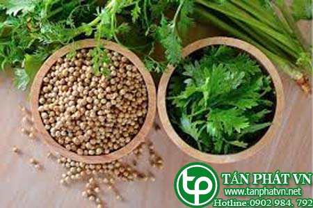 Hình ảnh hạt ngò tấn phát hcm Hình ảnh hạt ngò tấn phát hcm