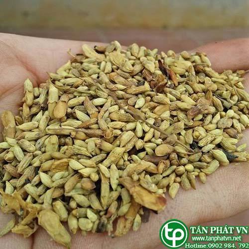 Địa chỉ mua bán sỉ lẻ Hoa Hòe tại tphcm 250k Địa chỉ mua bán sỉ lẻ Hoa Hòe tại tphcm 250k