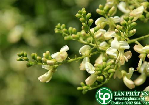 Địa chỉ mua bán sỉ lẻ Hoa Hòe tại tphcm Địa chỉ mua bán sỉ lẻ Hoa Hòe tại tphcm