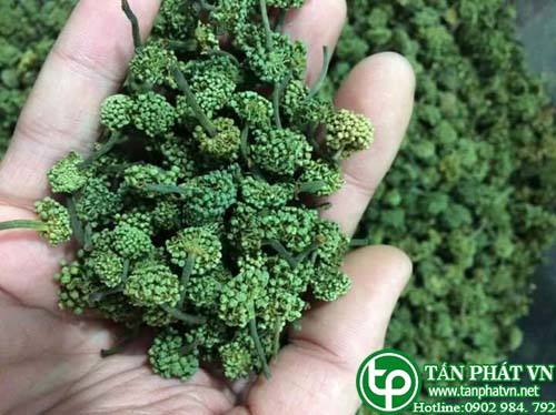Địa chỉ mua bán sỉ lẻ Hoa tam thất tại tphcm Địa chỉ mua bán sỉ lẻ Hoa tam thất tại tphcm