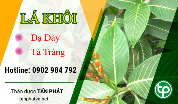 Liều lượng và cách dùng lá khôi chữa bệnh dạ dày