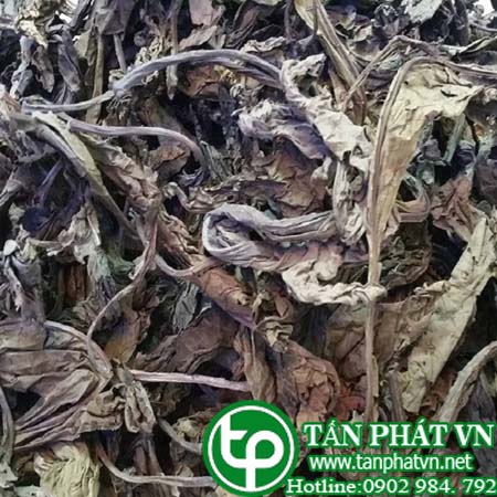 Địa chỉ mua bán sỉ lẻ lá khôi khô tại tphcm