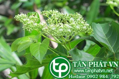 Một số bài thuốc ứng dụng chữa bệnh của lá vọng cách