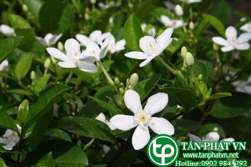 giới thiệu về cây mộc hoa trắng giới thiệu về cây mộc hoa trắng