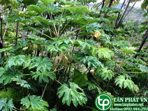 Địa chỉ mua bán Mộc thông thảo chất lượng ở đâu?