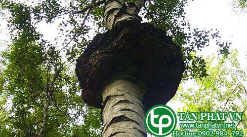 Nấm Chaga là nấm gì? Giới thiệu về nấm Chaga Nấm Chaga là nấm gì? Giới thiệu về nấm Chaga