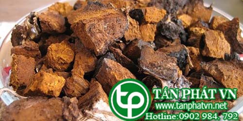 Công dụng của nấm chaga đối với sức khỏe Công dụng của nấm chaga đối với sức khỏe