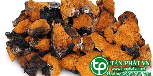 Địa chỉ mua bán sỉ lẻ Nấm Chaga tại hcm Địa chỉ mua bán sỉ lẻ Nấm Chaga tại hcm