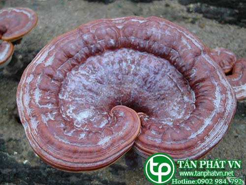 Địa chỉ mua bán Nấm linh chi rừng chất lượng ở đâu?