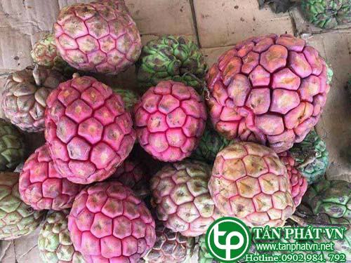 Địa chỉ mua bán Quả na rừng tại hcm ở đâu?