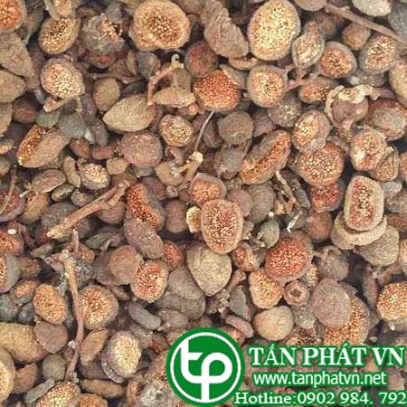 Địa chỉ mua bán quả sung khô ở đâu tại tp hcm
