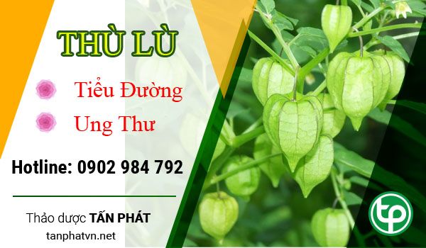 Dược tính và công dụng của cây Thù Lù Dược tính và công dụng của cây Thù Lù