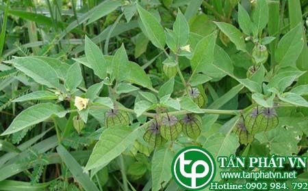Giới thiệu về cây Thù Lù Giới thiệu về cây Thù Lù