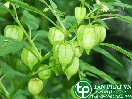 Một số bài thuốc chữa bệnh của cây Thù Lù Một số bài thuốc chữa bệnh của cây Thù Lù