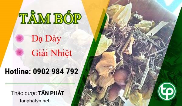 Dược tính và công dụng của cây Tầm Bóp