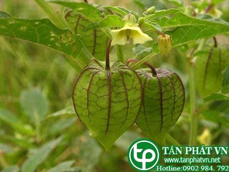Địa chỉ bán cây Tầm bóp khô tại tphcm