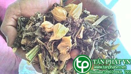 Địa chỉ bán cây Thù Lù khô tại tphcm Địa chỉ bán cây Thù Lù khô tại tphcm