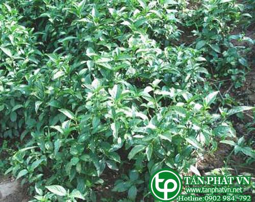 Giới thiệu về cây Thanh Đại