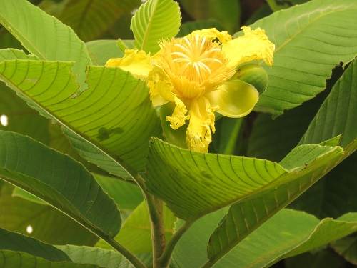 Cây sổ xoan trị kiết lỵ, giải khát
