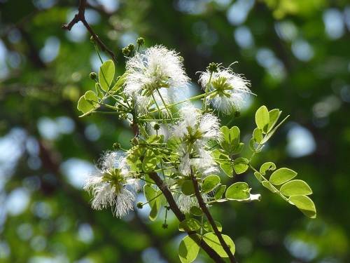 Cây sống rắn dài lợi tiêu hoá, chống đầy hơi
