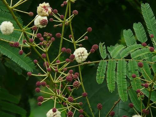 Cây sống rắn dây bổ sung dinh dưỡng Cây sống rắn dây bổ sung dinh dưỡng