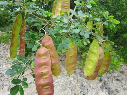 Cây sống rắn giải nhiệt, chữa ho