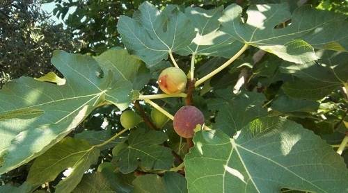 Sung ngọt chữa tiết tả, bệnh trĩ, mụn nhọt, viêm nhánh khí quản