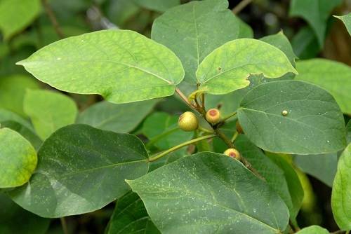 Cây sung thiên tiên chữa phong thấp đau nhức xương