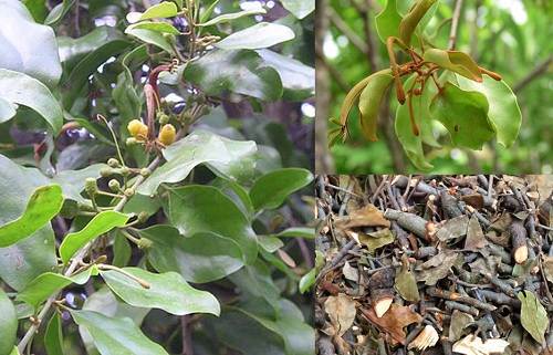 Cây tầm gửi trị phong thấp tê bại, lưng gối mỏi đau, gânxương nhức mỏi