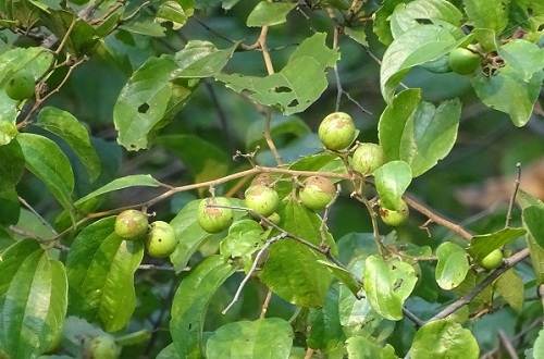 Táo Campuchia trị bệnh về buồng trứng và bệnh nấm Táo Campuchia trị bệnh về buồng trứng và bệnh nấm