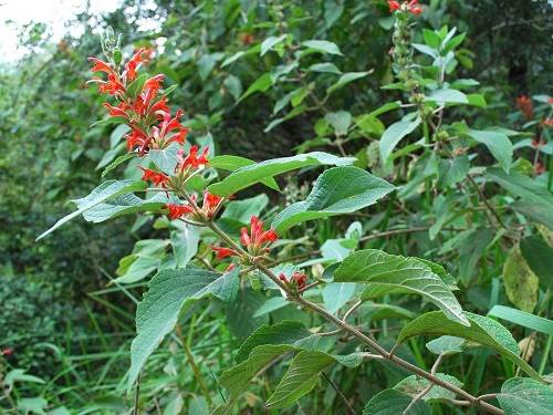 Tế miên hoa trị đòn ngã tổn thương, ngoại thương xuất huyết, bệnh lỵ Tế miên hoa trị đòn ngã tổn thương, ngoại thương xuất huyết, bệnh lỵ